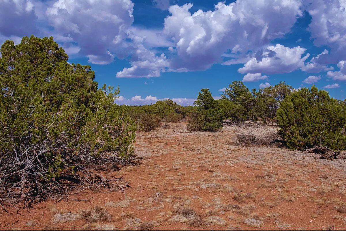 Deep 5 Lots of Trees - 852 S WEDGEWOOD DR WILLIAMS, AZ 86046