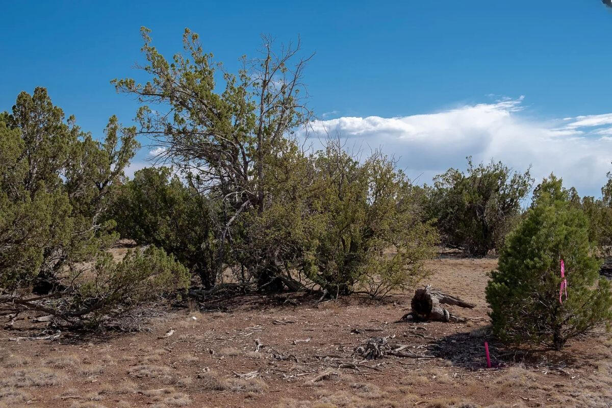 Deep 5 Lots of Trees - 852 S WEDGEWOOD DR WILLIAMS, AZ 86046