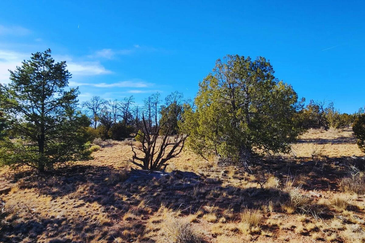 Deep 5 Lots of Trees - 852 S WEDGEWOOD DR WILLIAMS, AZ 86046