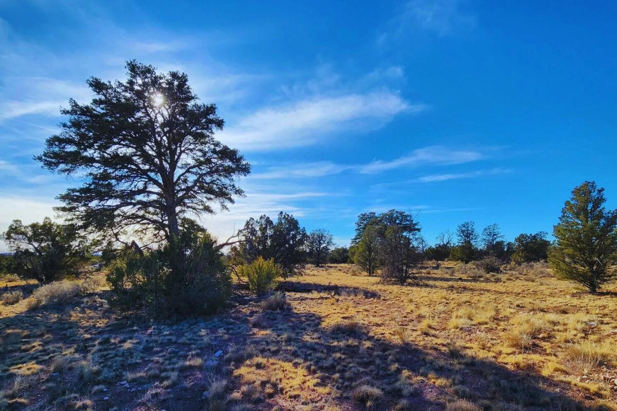 Deep 5 Lots of Trees - 852 S WEDGEWOOD DR WILLIAMS, AZ 86046