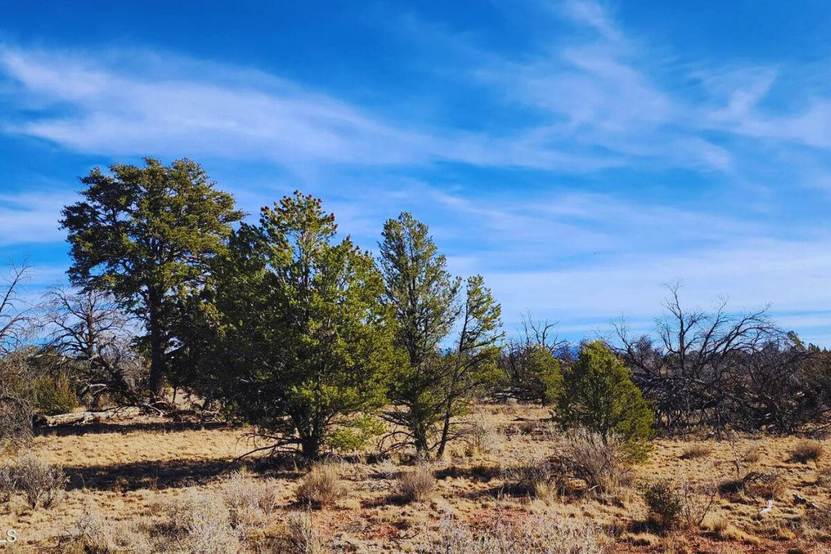 Deep 5 Lots of Trees - 852 S WEDGEWOOD DR WILLIAMS, AZ 86046